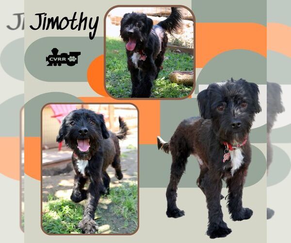 Medium Photo #2 Mutt Puppy For Sale in Lindsay, CA, USA