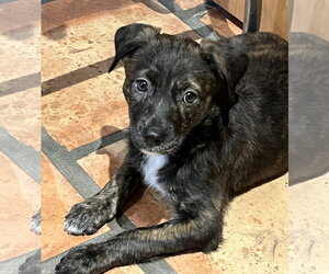 Labrador Retriever-Unknown Mix Dogs for adoption in Royal Palm Beach, FL, USA