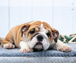 Puppy Chloe English Bulldog