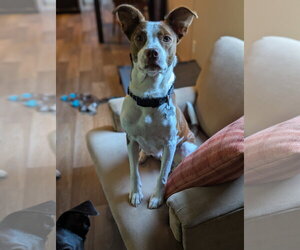 Penelope - Female Rat Terrier-Unknown Mix Dog for Adoption - Photo #20