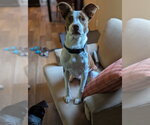 Small #19 Rat Terrier Mix