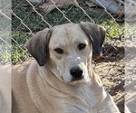Small Labrador Retriever