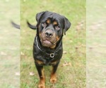 Small Photo #4 Rottweiler Puppy For Sale in EAST WILLINGTON, CT, USA