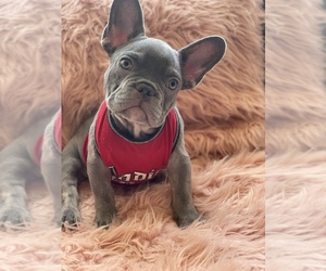 French Bulldog Puppy for sale in SANTA MONICA, CA, USA