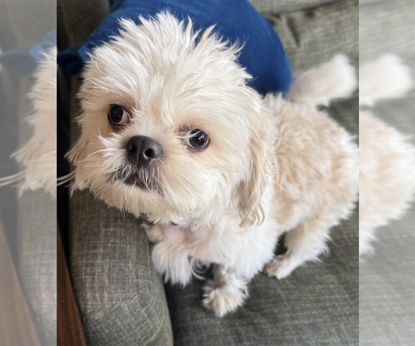 Medium Photo #7 Shih Tzu-Unknown Mix Puppy For Sale in Brooklyn, NY, USA