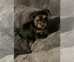 Small Photo #6 Yorkshire Terrier Puppy For Sale in MIAMI, FL, USA