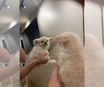Snowball - Male Chihuahua Puppy for Sale - Photo #3