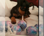 Small Photo #4 Miniature Pinscher Puppy For Sale in BULGER, PA, USA