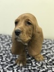 Small Photo #4 Basset Hound Puppy For Sale in DARLINGTON, MD, USA