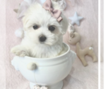 Small Photo #8 Maltese Puppy For Sale in PEMBROKE PINES, FL, USA