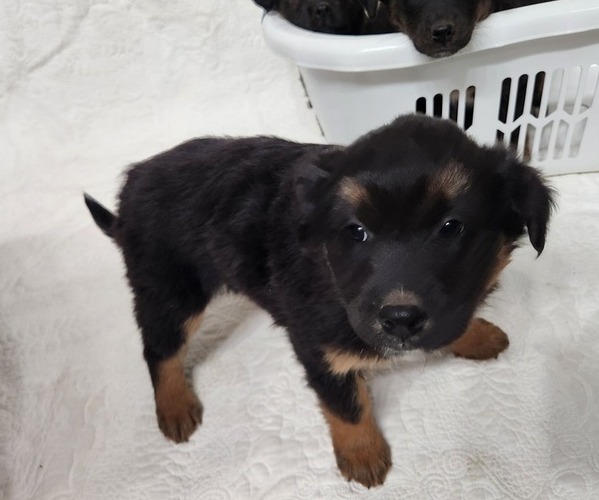 Medium Photo #3 Border Collie-Catahoula Leopard Dog Mix Puppy For Sale in OLAR, SC, USA