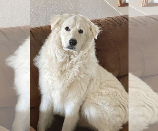 Medium Photo #5 Great Pyrenees Puppy For Sale in Spring, TX, USA