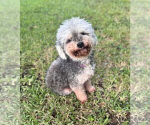 Poodle (Miniature)-Unknown Mix Dogs for adoption in Mount Pleasant, SC, USA