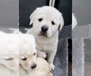 Labrador Retriever Puppy for sale in IOWA FALLS, IA, USA