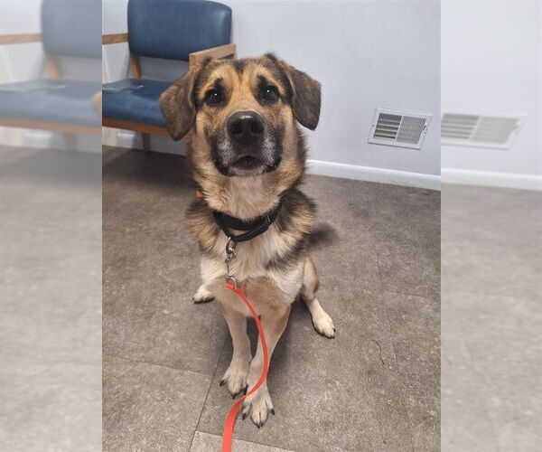 Medium Photo #12 Gerberian Shepsky Puppy For Sale in Gloversville, NY, USA