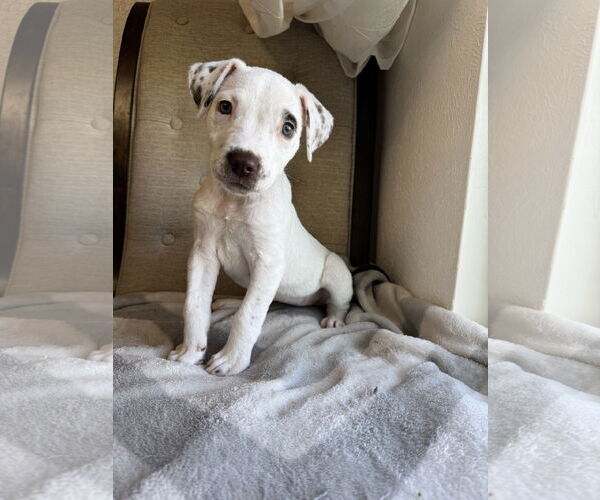 Medium Photo #2 Mutt Puppy For Sale in Euless, TX, USA