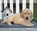 Puppy Raven Golden Retriever