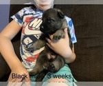 Small Photo #4 German Shepherd Dog Puppy For Sale in ALTAMONT, IL, USA
