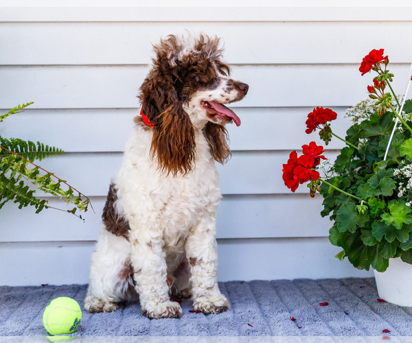 Medium Photo #5 Cockapoo Puppy For Sale in WAKARUSA, IN, USA