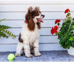 Small #4 Cockapoo