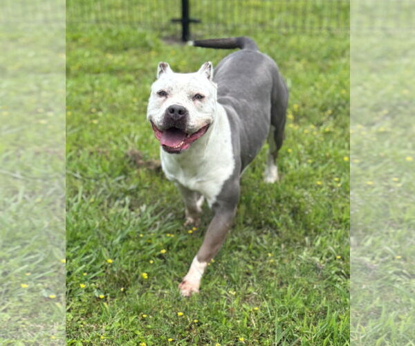 Medium Photo #2 American Pit Bull Terrier Puppy For Sale in Virginia Beach, VA, USA