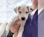 Small #5 American Pit Bull Terrier
