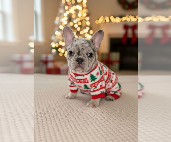 Medium Photo #1 French Bulldog Puppy For Sale in HILTON, NY, USA