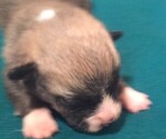 Puppy 1 Pembroke Welsh Corgi