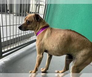 Chihuahua-Unknown Mix Dogs for adoption in Visalia, CA, USA