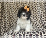 Small #1 Cavapoo