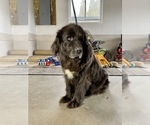 Small Photo #1 Newfoundland Puppy For Sale in ROCKVILLE, IN, USA