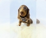 Small #2 Dachshund