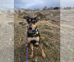 Rottweiler-Unknown Mix Dogs for adoption in Sandy, UT, USA
