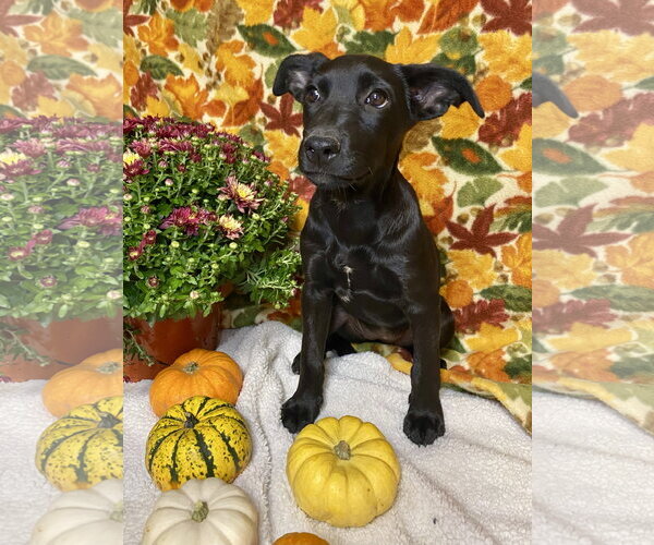 Medium Photo #9 Labrador Retriever-Unknown Mix Puppy For Sale in Hillsboro, MO, USA