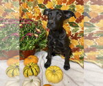 Small Photo #9 Labrador Retriever-Unknown Mix Puppy For Sale in Hillsboro, MO, USA