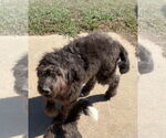 Small #2 Labradoodle