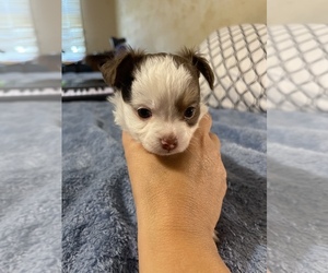 Chihuahua Puppy for sale in RALEIGH, NC, USA