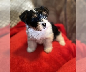 Yorkshire Terrier Puppy for sale in IRONWOOD, MI, USA