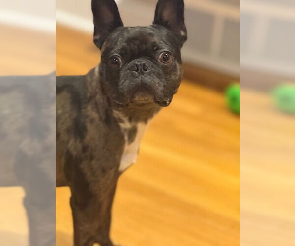 Medium Photo #5 Faux Frenchbo Bulldog Puppy For Sale in Dublin, OH, USA