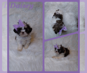 Shih Tzu Puppy for sale in INDIANAPOLIS, IN, USA