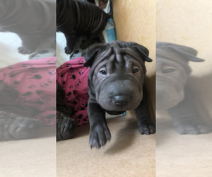 Chinese Shar-Pei Puppy for sale in EDGAR, WI, USA