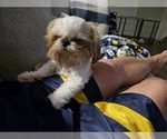 Small #6 Shih Tzu