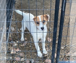 Medium Jack Russell Terrier