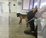 Small #2 Mutt
