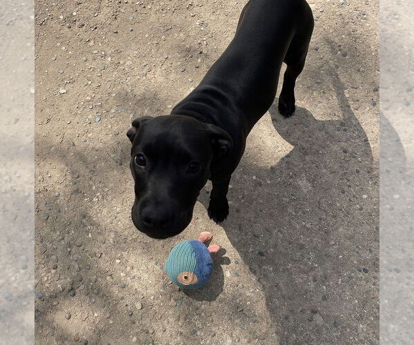 Medium Photo #2 American Pit Bull Terrier Puppy For Sale in Minneapolis, MN, USA