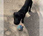 Small #1 American Pit Bull Terrier