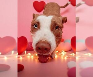 Mutt Dogs for adoption in Bakersfield, CA, USA