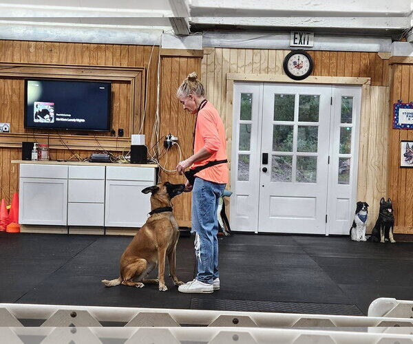Medium Photo #5 Mutt Puppy For Sale in Stevens Point, WI, USA