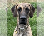 Small #17 Great Dane