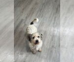 Small #2 Mutt